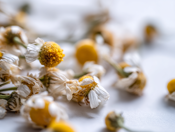 Chamomile