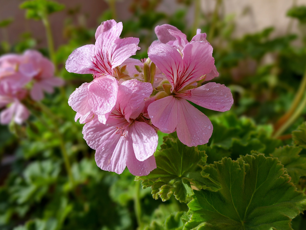 Rose Geranium Essential Oil