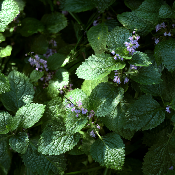Patchouli Essential Oil